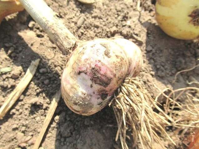 Cultivarea usturoiului în grădină