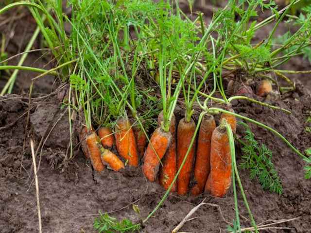 Creșterea morcovilor